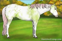 Horse Color:Watercolor White Spotted Bay Appaloosa 