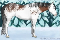 Horse Color:White Spotted Bay Splash