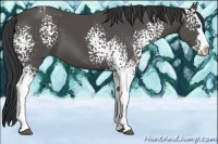 Horse Color:White Spotted Black Sabino Splash 