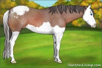 Horse Color:Bay Splash Appaloosa 