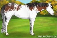 Horse Color:White Spotted Bay Sabino Splash 