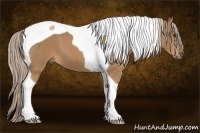 Horse Color:Palomino Tobiano 