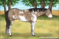 Horse Color:Liver Red Dun Ice Sabino Splash Frame 