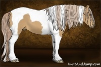 Horse Color:Palomino Tobiano 