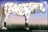 Horse Color:Liver Chestnut Pearl Appaloosa