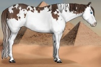 Horse Color:White Spotted Liver Chestnut Sabino Splash 