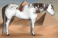 Horse Color:White Spotted Liver Chestnut Sabino Splash 