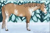 Horse Color:White Spotted Red Dun Splash 