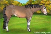 Horse Color:Buckskin Sabino