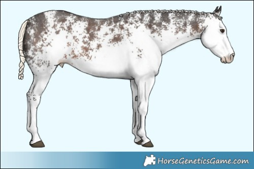 Horse Color:White Spotted Liver Chestnut Mushroom 