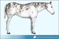 Horse Color:White Spotted Liver Chestnut Mushroom