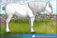 Horse Color:Liver Chestnut Frame 