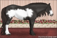Horse Color:Liver Chestnut Frame 