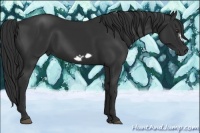 Horse Color:Liver Chestnut Frame 