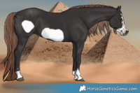 Horse Color:Liver Chestnut Frame 