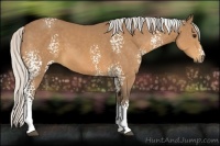 Horse Color:White Spotted Silver Buckskin 