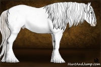 Horse Color:White Spotted Palomino Appaloosa  Brindle