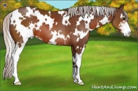 Horse Color:White Spotted Silver Brown Sabino 