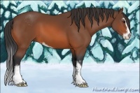 Horse Color:Bay Sabino