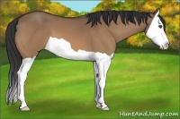 Horse Color:Bay Dun Splash 