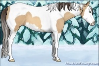 Horse Color:Amber Cream Champagne Sabino Splash Tobiano