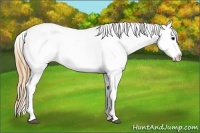 Horse Color:Smoky Black Sabino Splash Appaloosa Rabicano