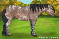 Horse Color:Bay Ice Sabino