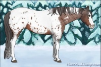 Horse Color:Bay Splash Tobiano Appaloosa