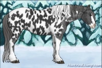 Horse Color:Black Splash Tobiano Appaloosa 