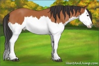 Horse Color:Bay Splash 