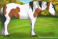 Horse Color:Bay Splash Tobiano
