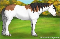 Horse Color:Bay Splash 