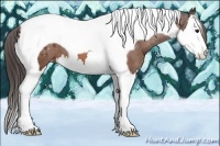 Horse Color:Bay Splash Tobiano Appaloosa