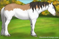Horse Color:Buckskin Splash 