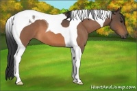 Horse Color:Buckskin Roan Tobiano 