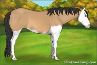 Horse Color:Bay Dun Splash 