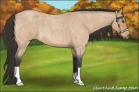 Horse Color:Buckskin Roan