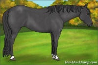 Horse Color:Smoky Blue Roan 