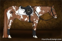 Horse Color:White Spotted Chestnut 