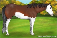Horse Color:Bay Splash 