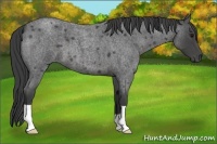 Horse Color:Smoky Blue Roan