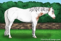 Horse Color:White Spotted Silver Bay Splash Tobiano Frame