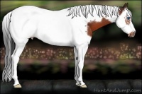 Horse Color:Bay Splash Tobiano Frame 
