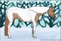 Horse Color:Red Dun Tobiano Rabicano