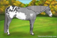 Horse Color:Black Sabino Frame Appaloosa 