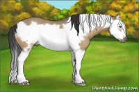 Horse Color:Buckskin Dun Splash Frame Rabicano
