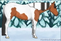 Horse Color:Bay Tobiano