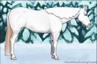 Horse Color:Buckskin Sabino Splash Tobiano Frame Appaloosa 