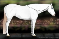 Horse Color:Buckskin Splash Frame Appaloosa