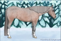 Horse Color:Brown Appaloosa